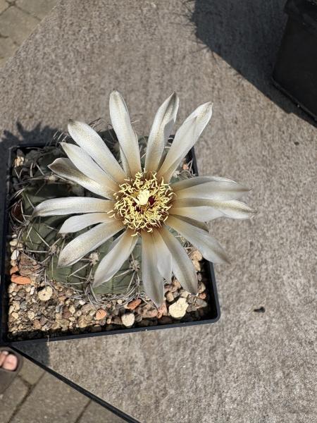 Gymnocalycium stellatum